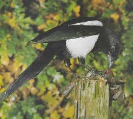 Elster beim Fressen eines Vogels