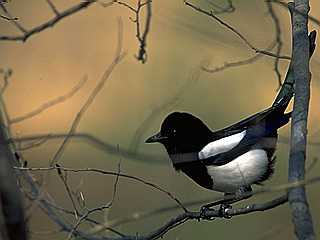 Pica pica japonica