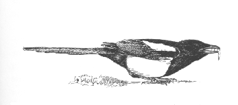 Vorwärtsdrohende Elster